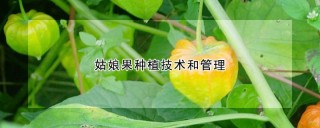 姑娘果种植技术和管理,第1图