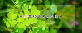 三叶草和草头怎么区分,第1图