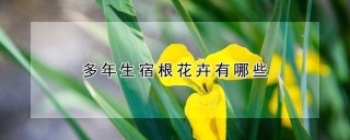 多年生宿根花卉有哪些,第1图