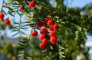 红豆杉盆景价格，不同品种价格不同,第1图