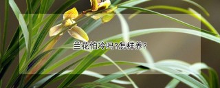 兰花怕冷吗?怎样养?,第1图