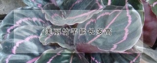 美丽竹芋能长多高,第1图