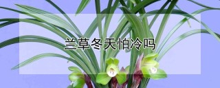 兰草冬天怕冷吗,第1图