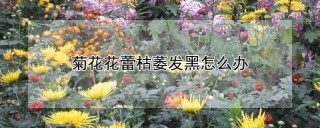 菊花花蕾枯萎发黑怎么办,第1图