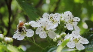 山楂树的花是什么样子的,第1图