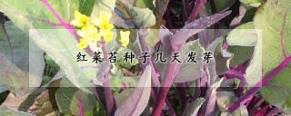 红菜苔种子几天发芽,第1图