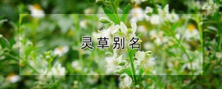 灵草别名,第1图