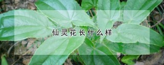 仙灵花长什么样,第1图