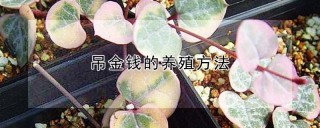 吊金钱的养殖方法,第1图