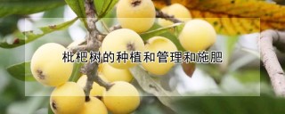 枇杷树的种植和管理和施肥,第1图