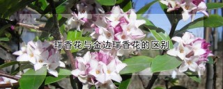 瑞香花与金边瑞香花的区别,第1图