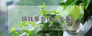 铜钱草为什么发黄,第1图