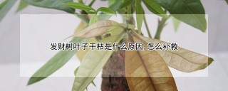 发财树叶子干枯是什么原因,怎么补救,第1图