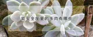 能安全度夏的多肉有哪些,第1图