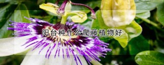 阳台种什么爬藤植物好,第1图