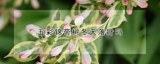 五彩锦带树冬天落叶吗,第1图