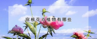 宿根花卉植物有哪些,第1图