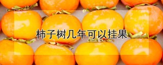 柿子树几年可以挂果,第1图