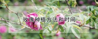 玫瑰种植方法和时间,第1图