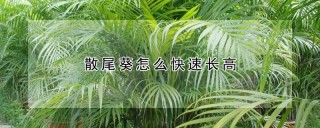 散尾葵怎么快速长高,第1图