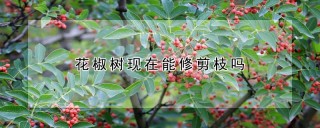 花椒树现在能修剪枝吗,第1图