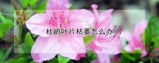 杜鹃叶片枯萎怎么办,第1图