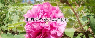 牡丹花介绍及品种特点,第1图