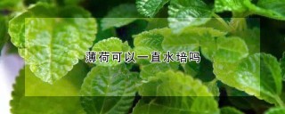 薄荷可以一直水培吗,第1图