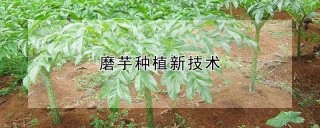 磨芋种植新技术,第1图