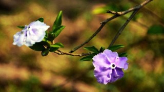 鸳鸯茉莉的花语,第1图