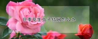 月季花生虫子结网怎么办,第1图