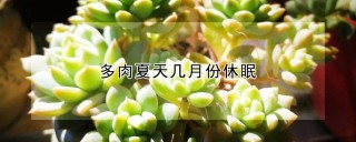 多肉夏天几月份休眠,第1图