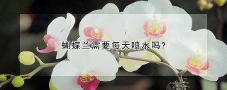 蝴蝶兰需要每天喷水吗?,第1图