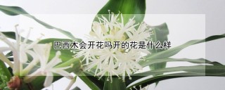 巴西木会开花吗开的花是什么样,第1图