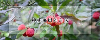 种杨梅树的方法,第1图