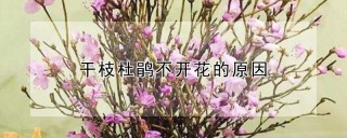 干枝杜鹃不开花的原因,第1图