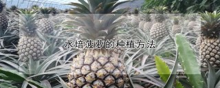 水培菠萝的种植方法,第1图