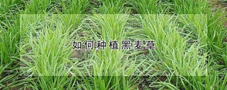 如何种植黑麦草,第1图