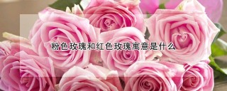 粉色玫瑰和红色玫瑰寓意是什么,第1图