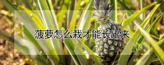 菠萝怎么栽才能长出来,第1图