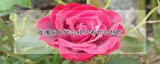 玫瑰花长什么样子有什么特点,第1图