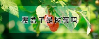 覆盆子是树莓吗,第1图