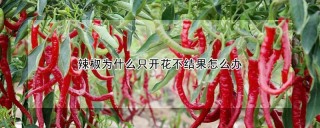 辣椒为什么只开花不结果怎么办,第1图