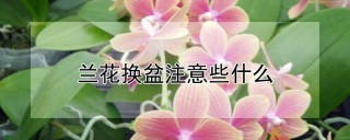 兰花换盆注意些什么,第1图