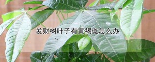 发财树叶子有黄褐斑怎么办,第1图