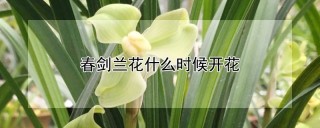 春剑兰花什么时候开花,第1图