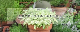 花盆里的小飞虫怎么消灭小窍门,第1图