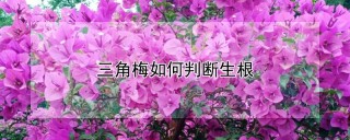 三角梅如何判断生根,第1图