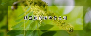 结豆角的树叫什么树,第1图