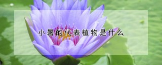 小暑的代表植物是什么,第1图